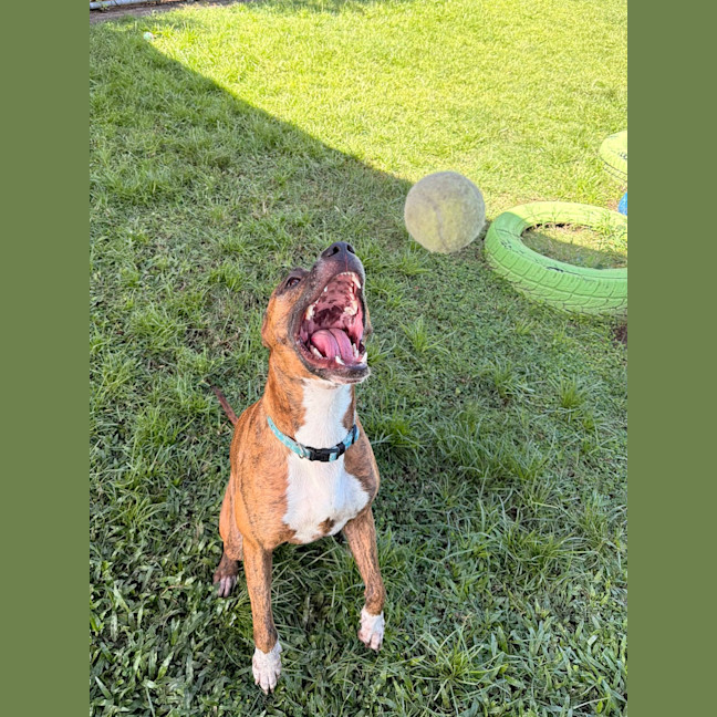 Photo of Rasta