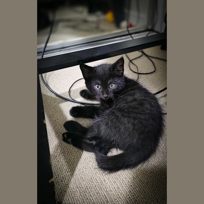 Photo of Meatball, Ziggy, Oreo & Chip