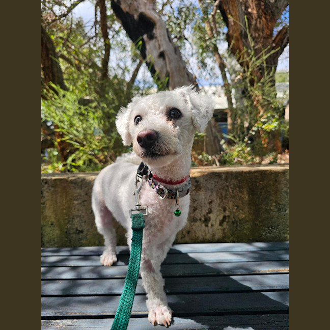 Photo of Fern