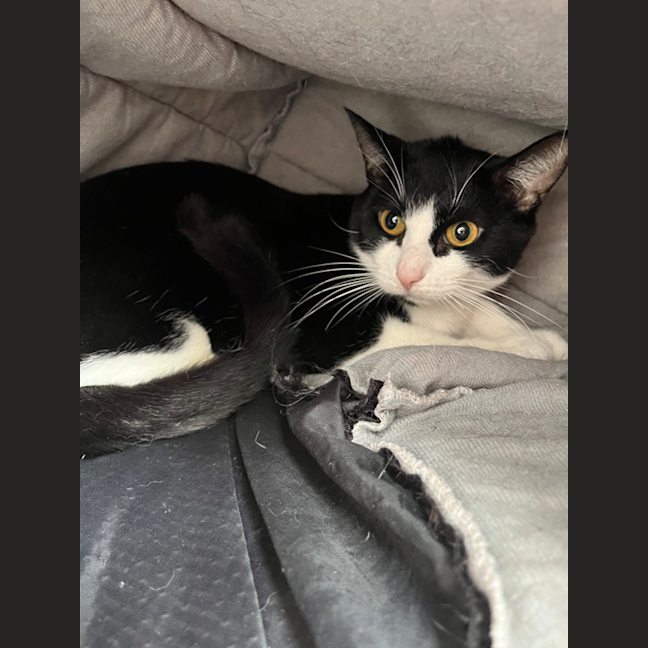 Photo of Alfie