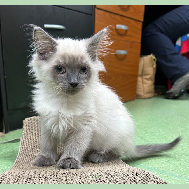 Photo of Biscuit