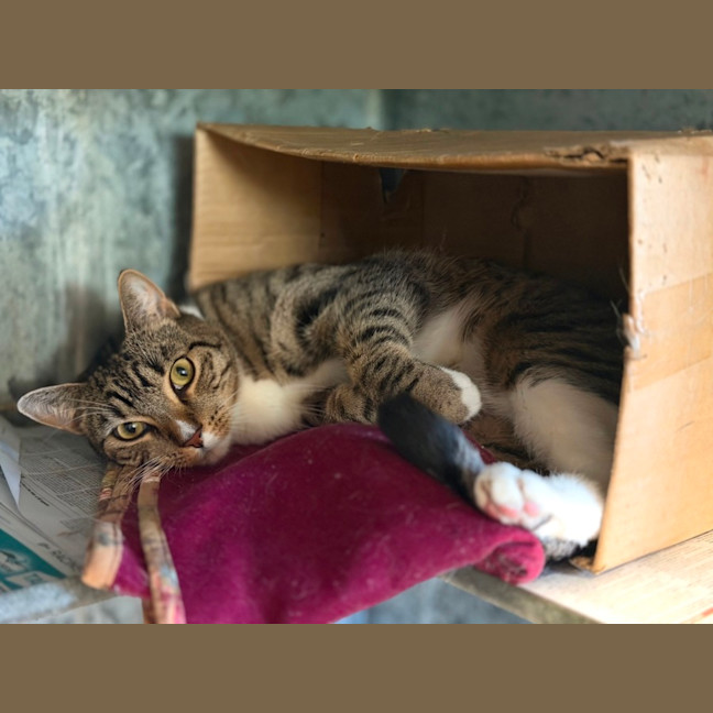 Photo of Oscar