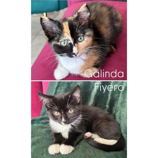 Photo of 12009   Fiyero