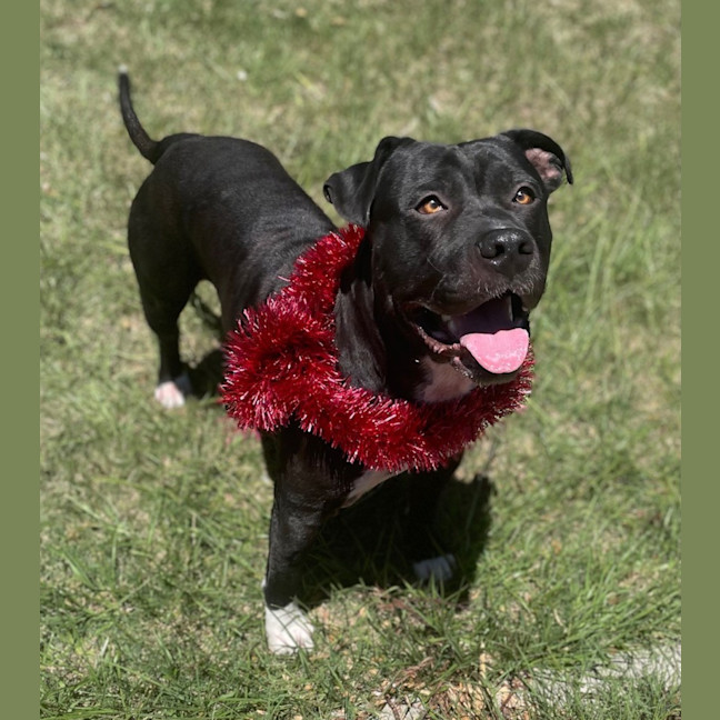 Photo of Hank (9218)