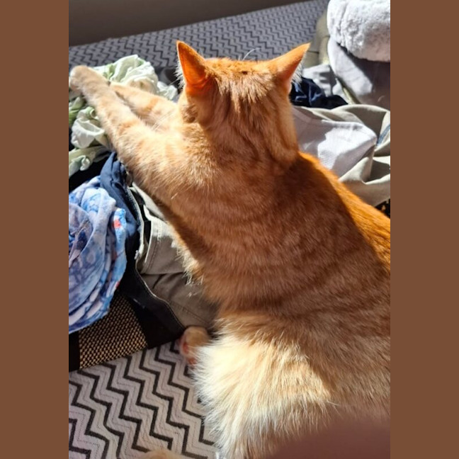 Photo of Rusty