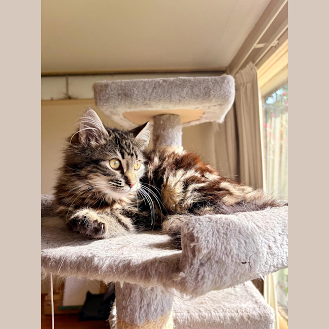 Photo of Cannoli