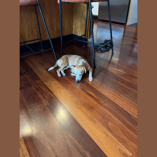 Photo of Buddy