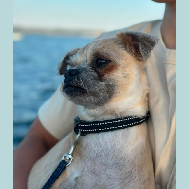 Photo of Otis   7 Year Old Brussels Griffon