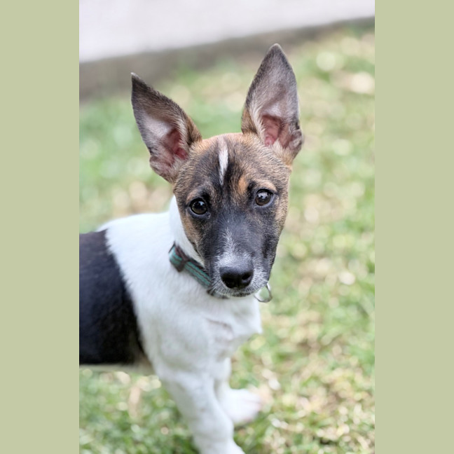 Photo of Ollie