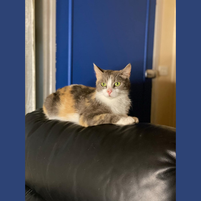 Photo of Lola   2 Year Old Manx X Dsh Dilute Calico