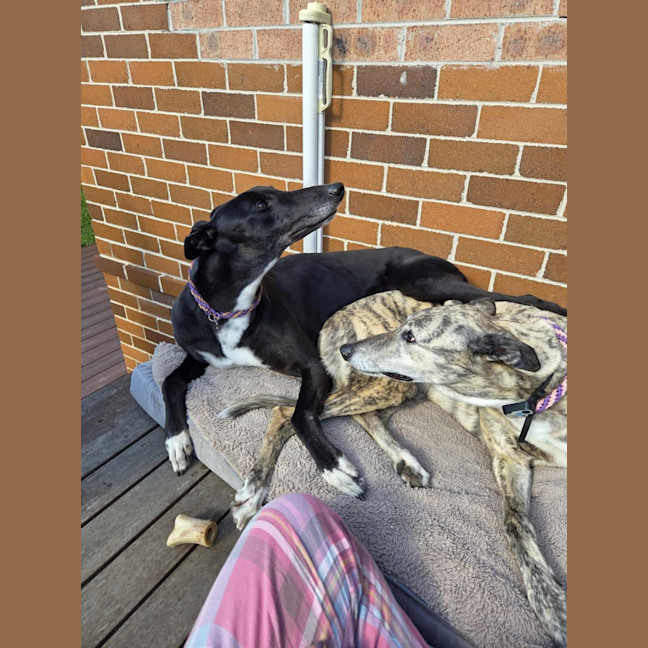 Photo of Drew, The Greyhound