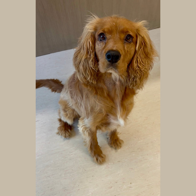 Photo of Tucker
