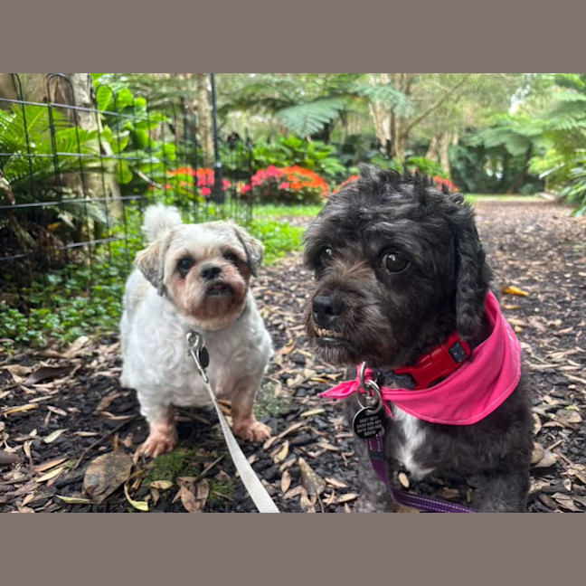 Photo of Coco And Nero   Bonded Pair