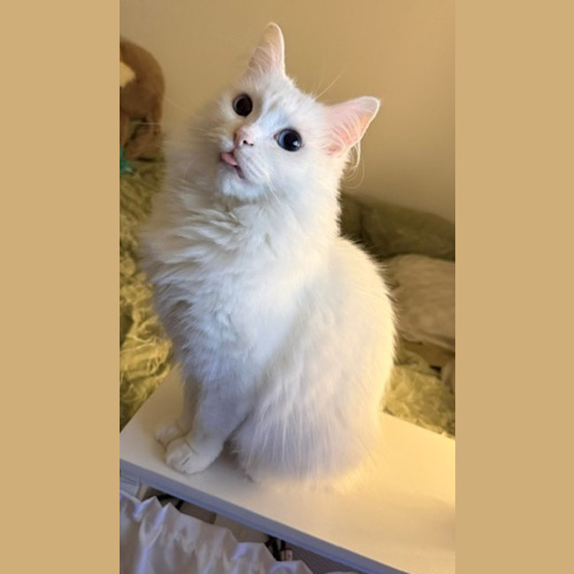 Photo of Duchess