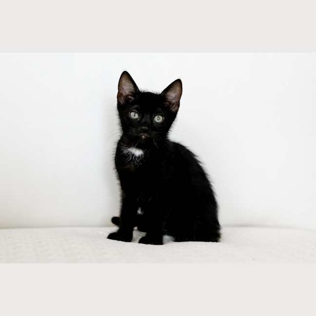 Photo of Bandit