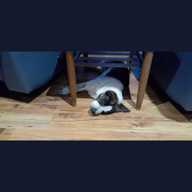 Photo of Saddoc