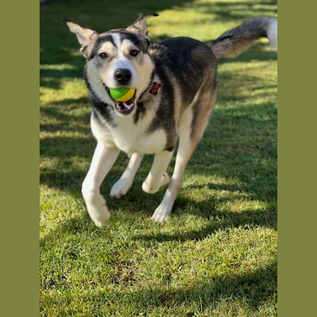 Photo of Lupo