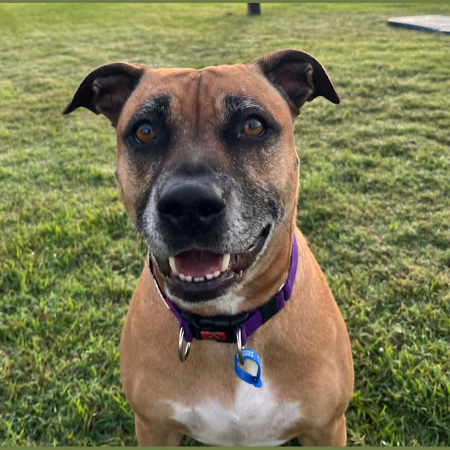Photo of Luna