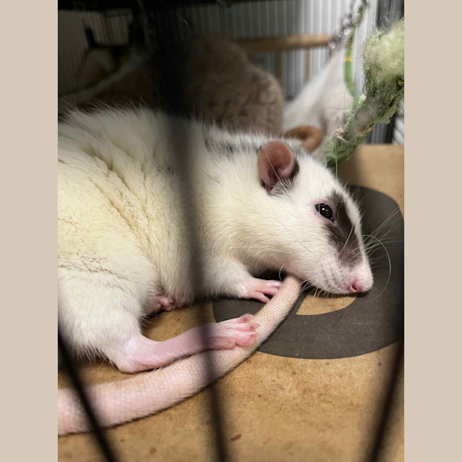 Photo of Galaxy & Apollo