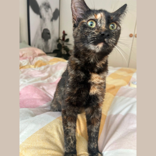 Photo of Strawberry 🍓 