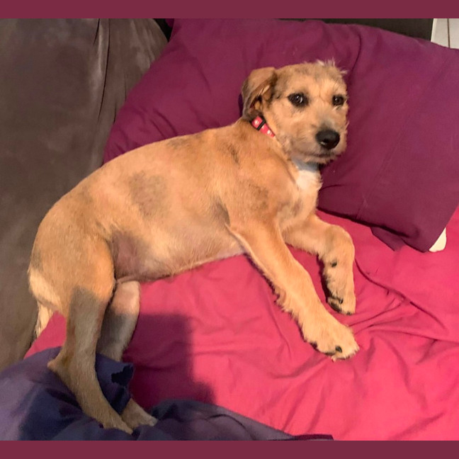 Photo of Maurice & Sheba