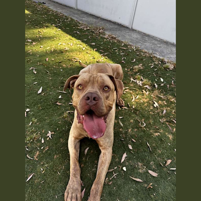 Photo of Milo