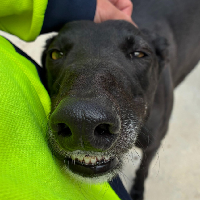 Photo of Stinky The Greyhound