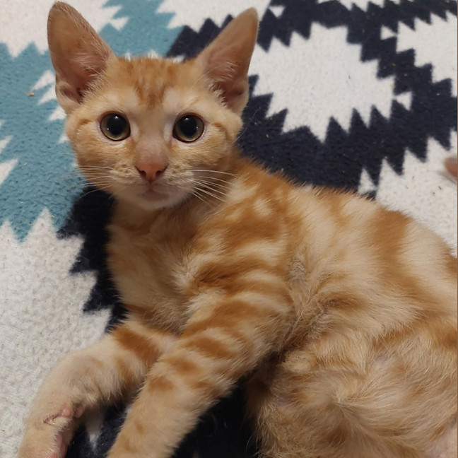 Photo of Marigold