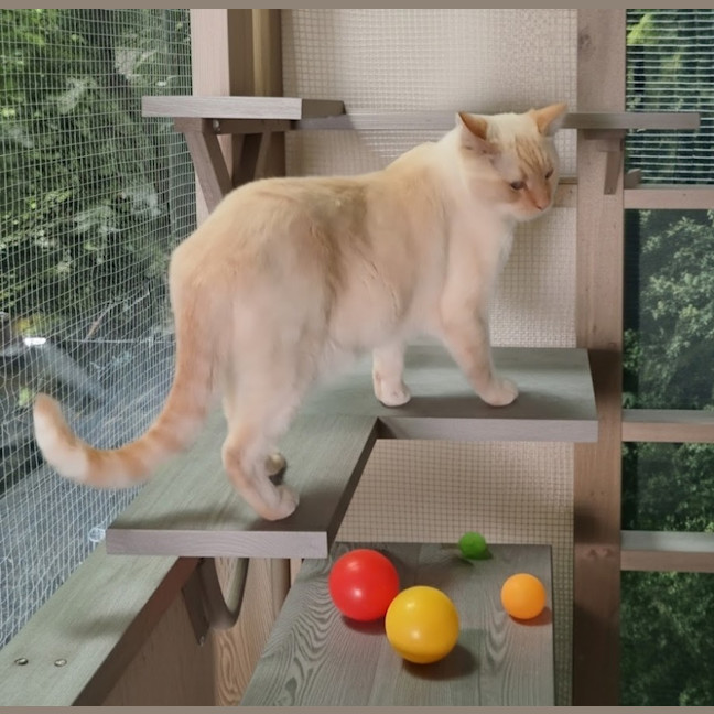 Photo of Romeo