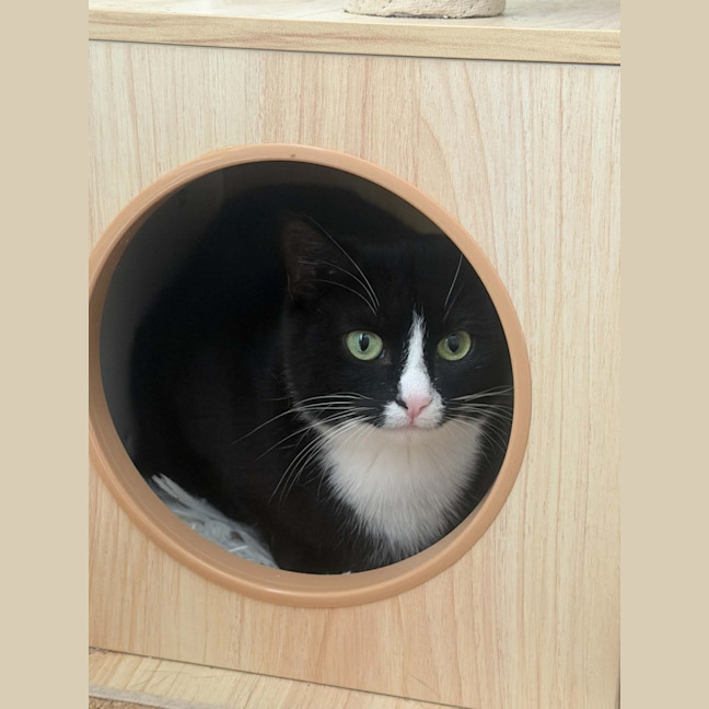 Photo of Maggie *9 Lives Project Rescue*