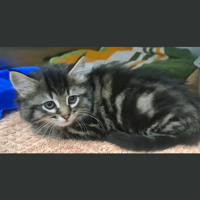 Photo of Rosalita