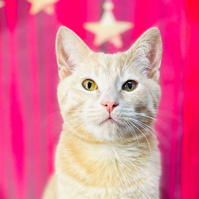 Photo of Radley   Located In Westmeadows