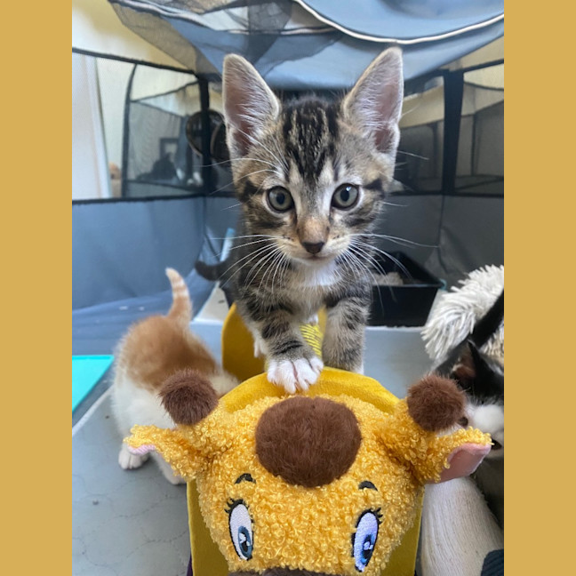 Photo of Tig Sanderson