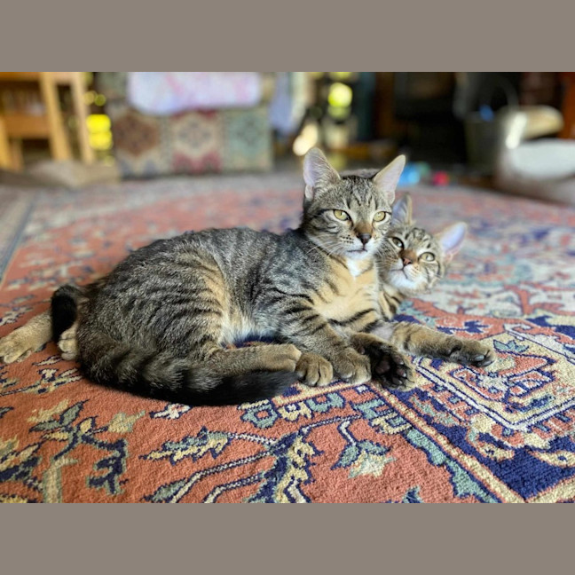 Photo of Spud And Chip