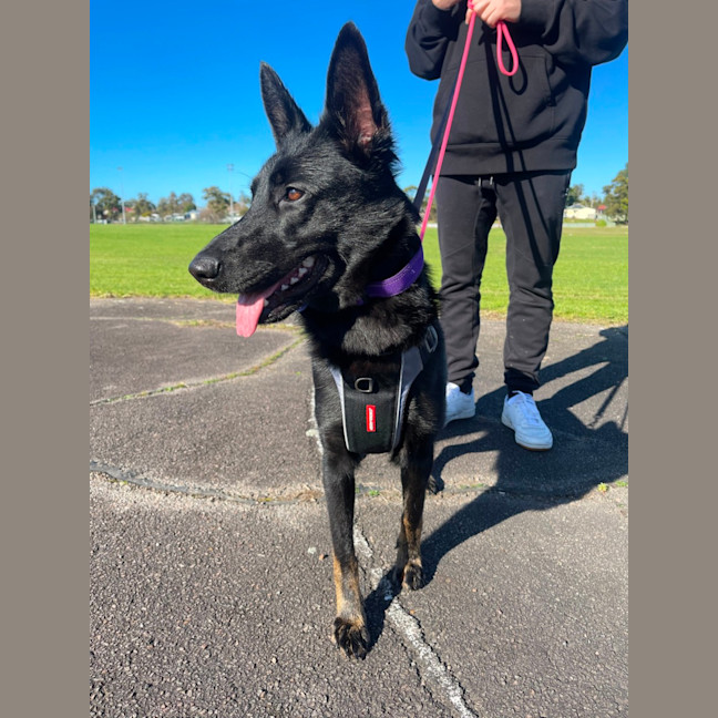 Photo of Sacha   1.5 Year Old German Shepherd (On Trial)