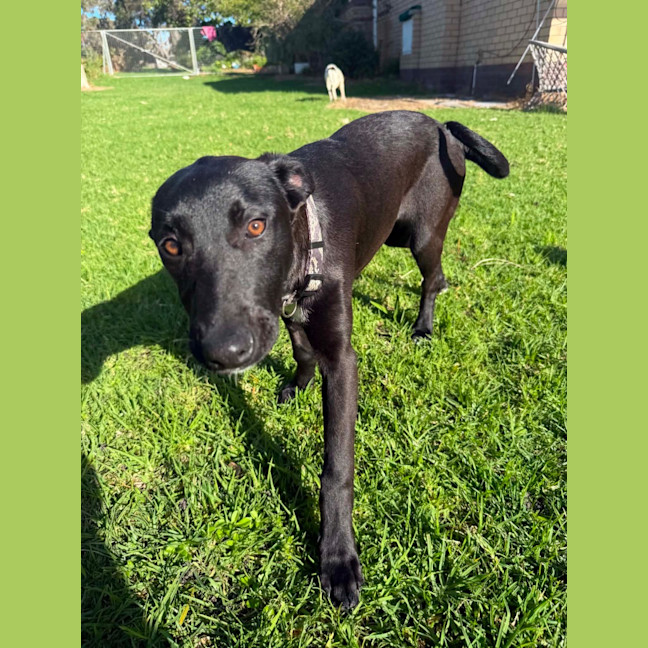Photo of Olive