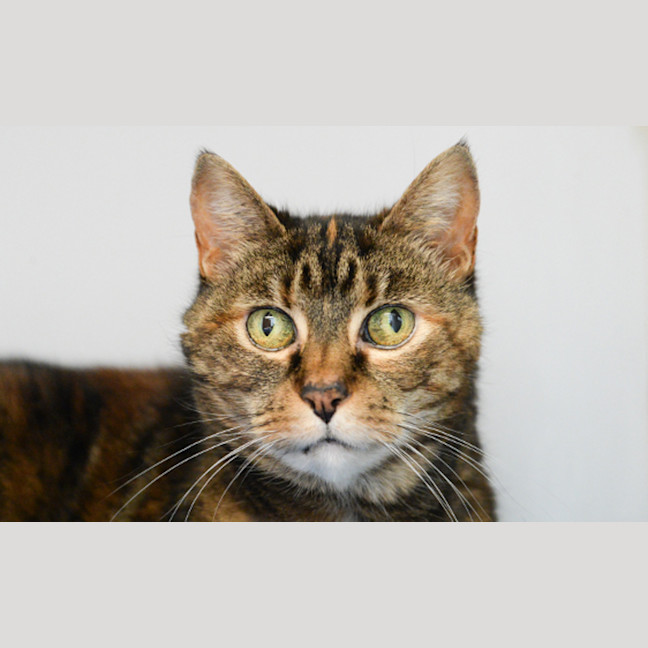 Photo of Priscilla