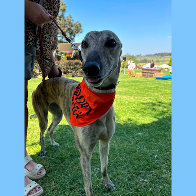 Photo of Bella   5 Year Old Greyhound