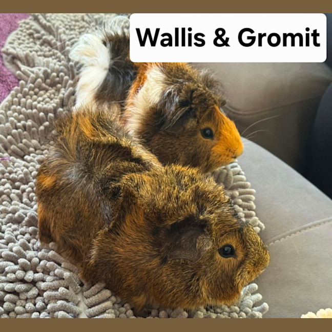 Photo of Wallis & Gromit