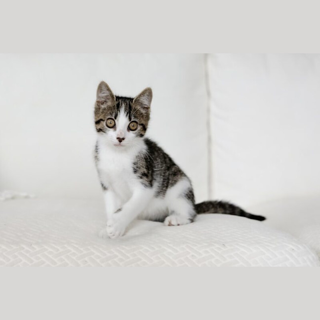 Photo of Otis