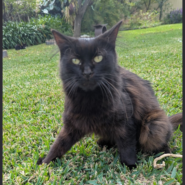Photo of Layla