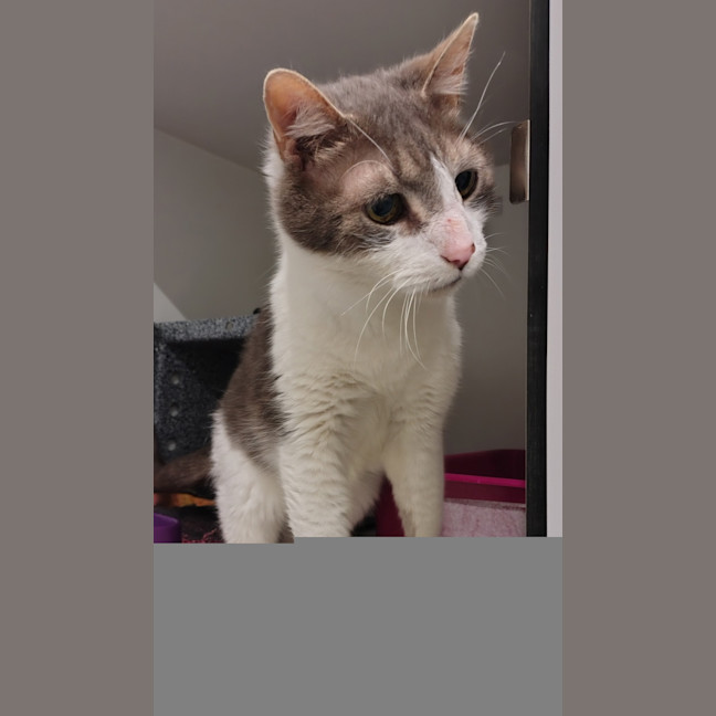 Photo of Samson 