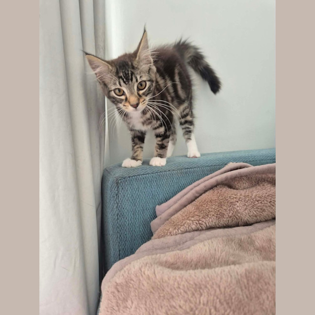 Photo of Kiwi