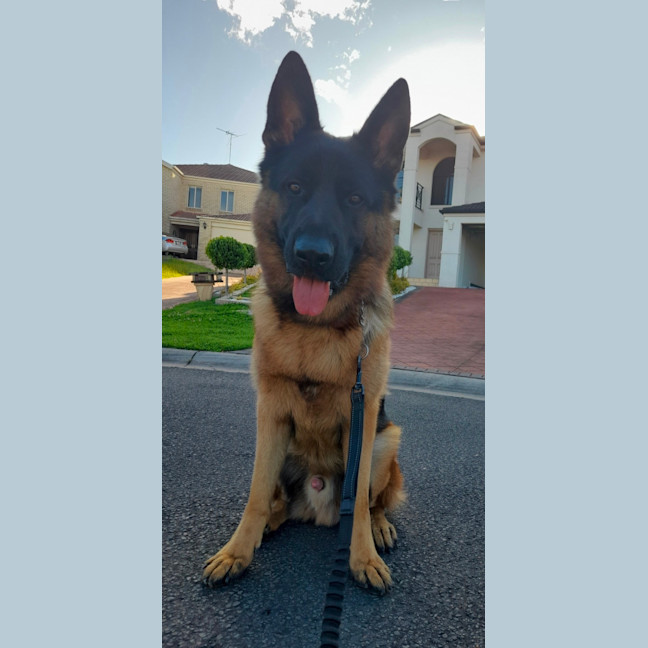 Photo of Diesel