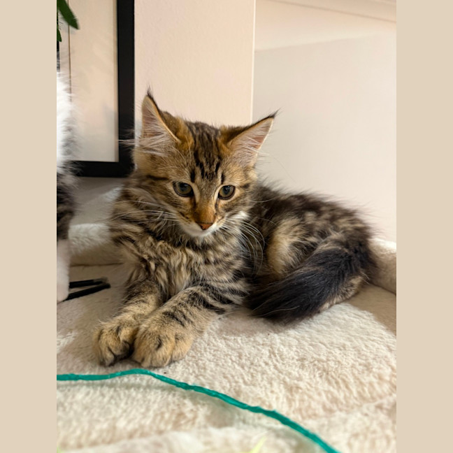 Photo of Berlioz