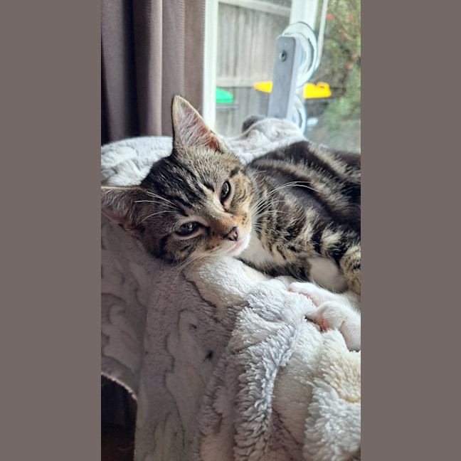 Photo of Chai
