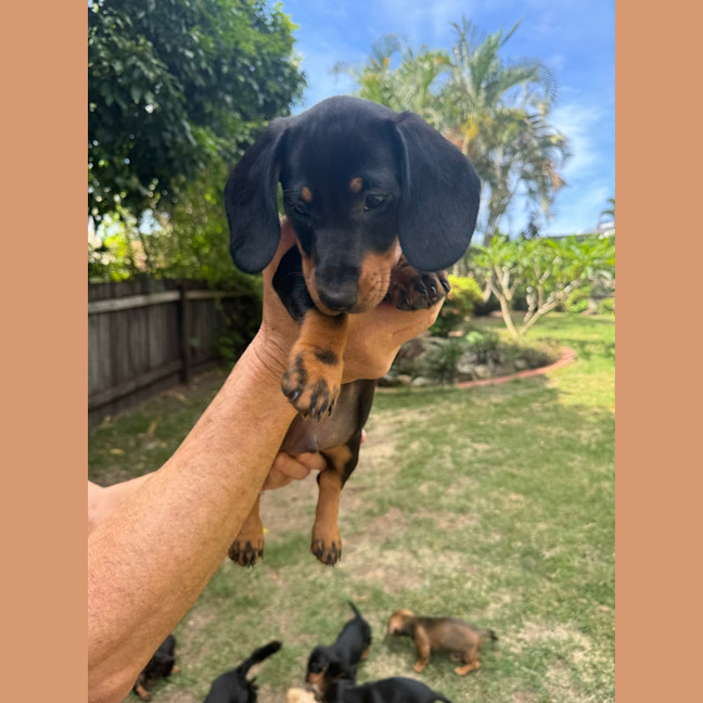 Photo of Luna's Puppies Just Released