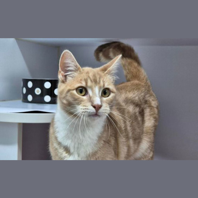 Photo of Peanut