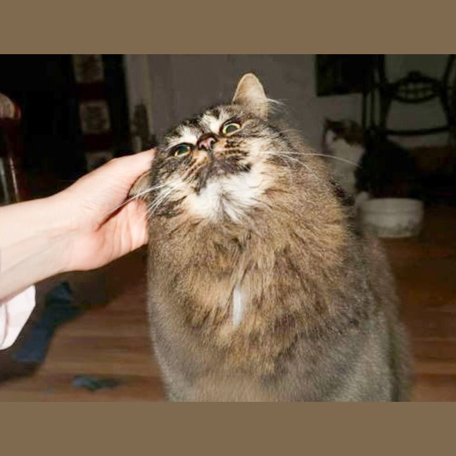 Photo of Adorable Birdie
