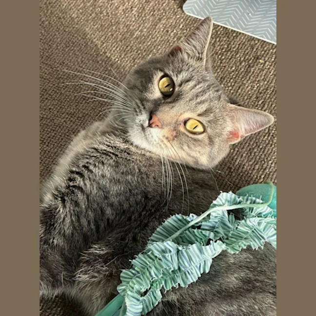 Photo of Chevy